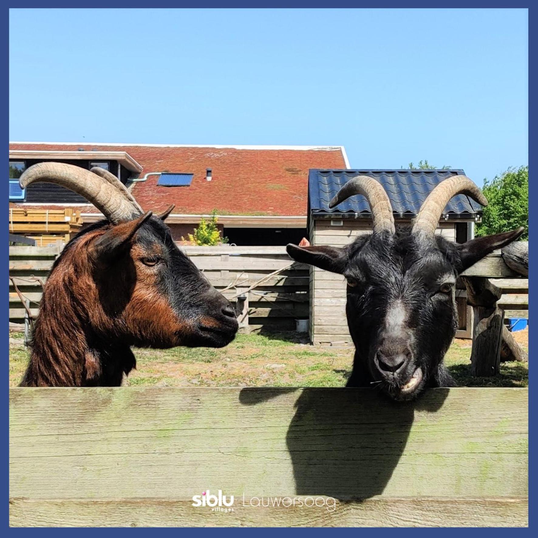 Enjoy Meer Und See Ferienhaus -In Lauwersoog- 1-6 Pers- 3 Schlafzimmer- Fruehes Einchecken Ab 14 Uhr Luaran gambar